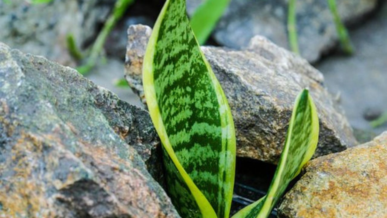 pianta serpente all' esterno