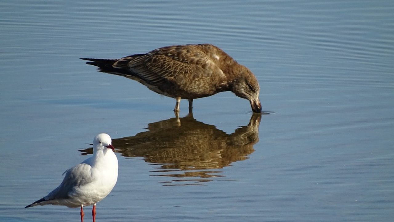 Plasticosi, una malattia che colpisce gli uccelli marini