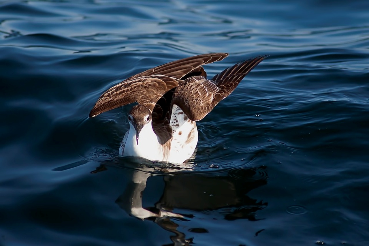 Plasticosi, una malattia che colpisce gli uccelli marini