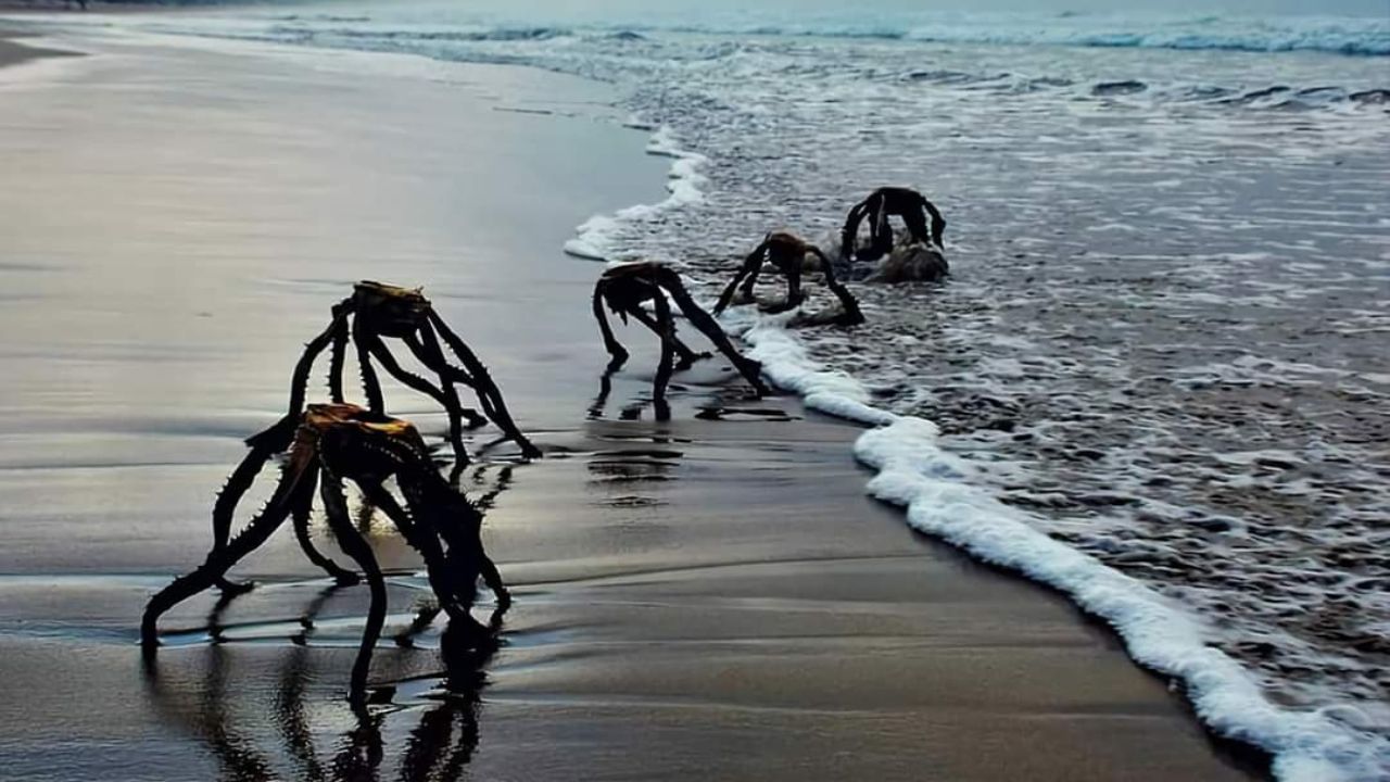 Ragni marini in Sudafrica