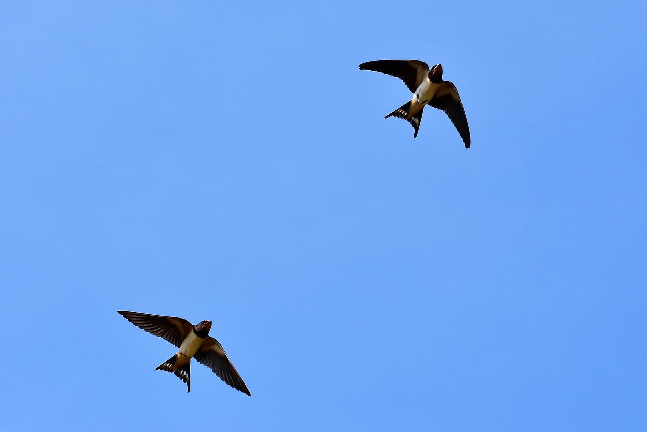 Rondini in volo