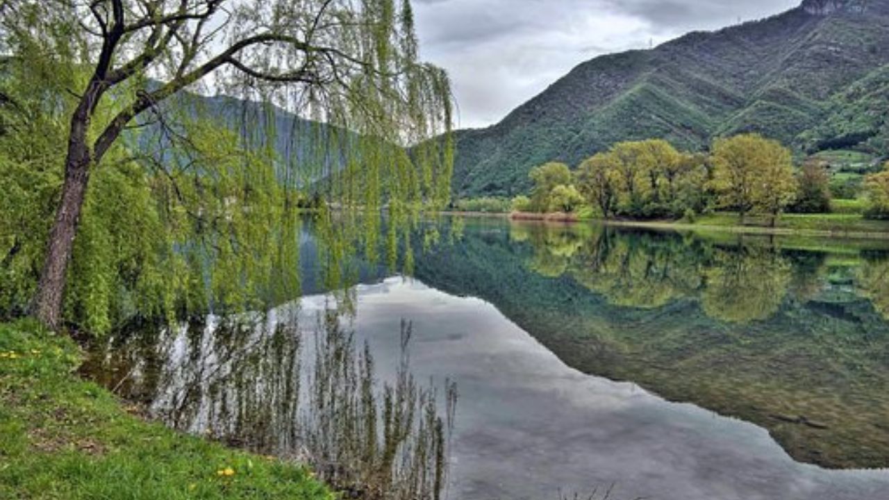 salice piangente sul lago