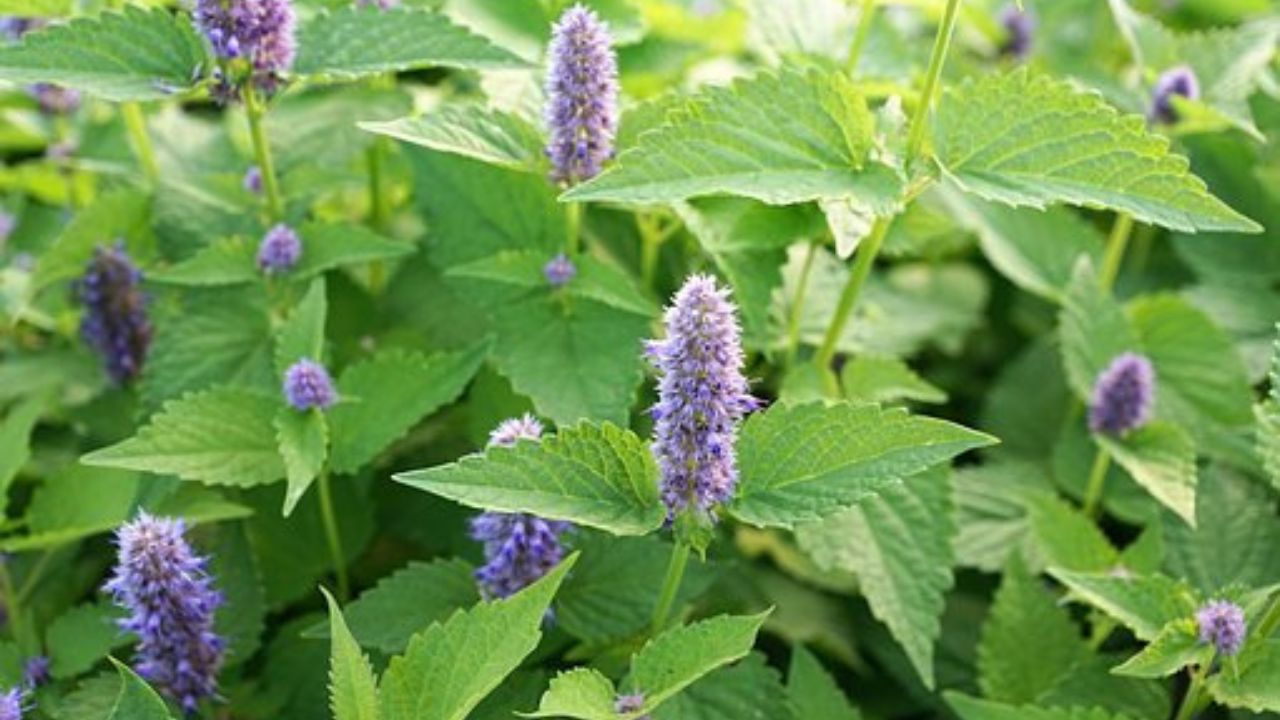 fiori della varietà di menta velenosa