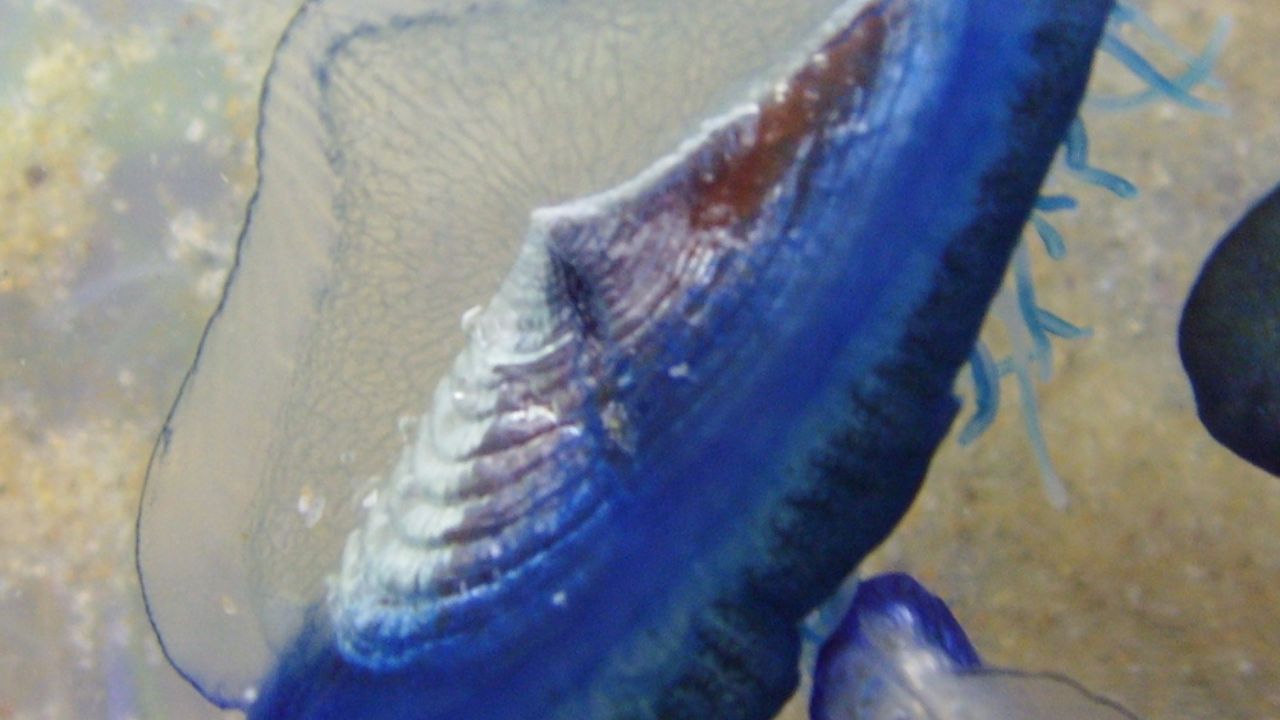 Primo piano Velella Velella