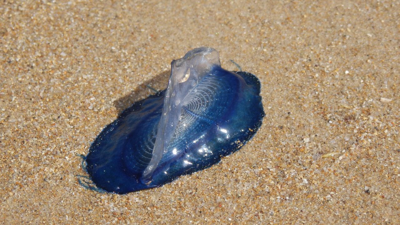 Creatura blu sulla spiaggia