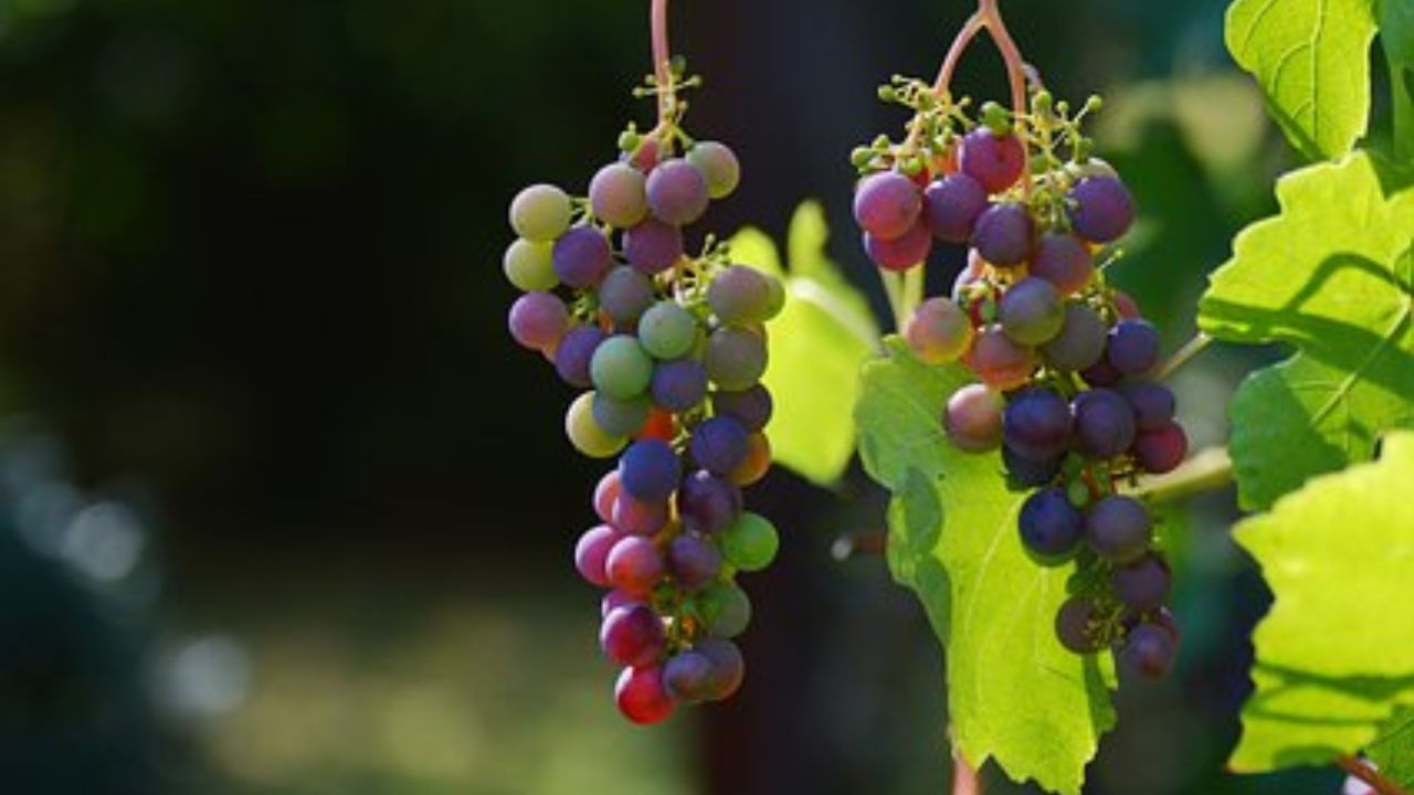 produzione di vino dalla vite