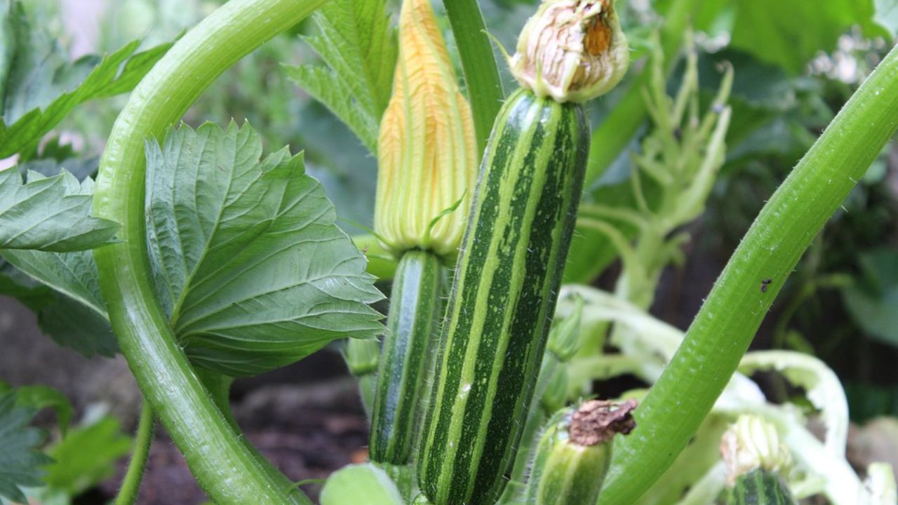 zucchine in fiore