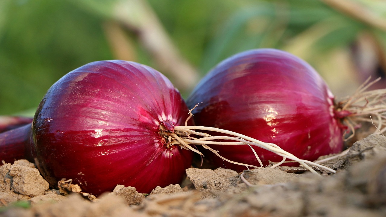 Cipolle rosse