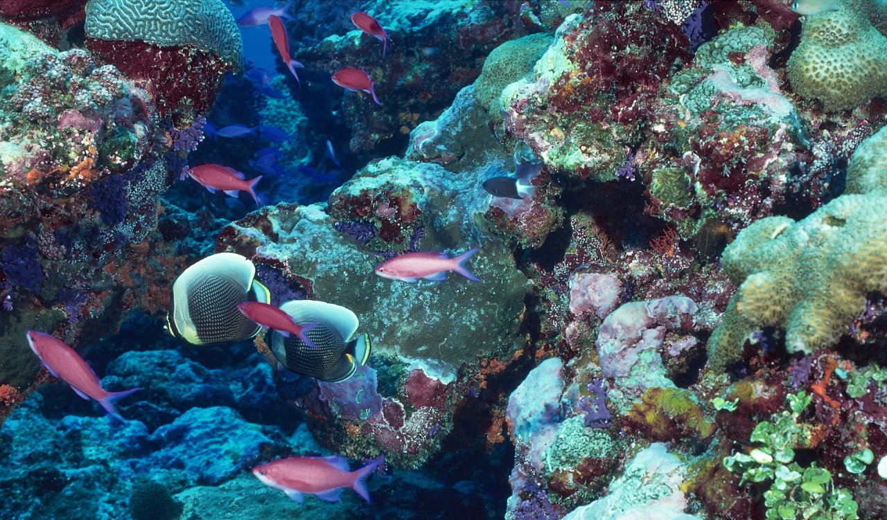 barriera corallina, pesci