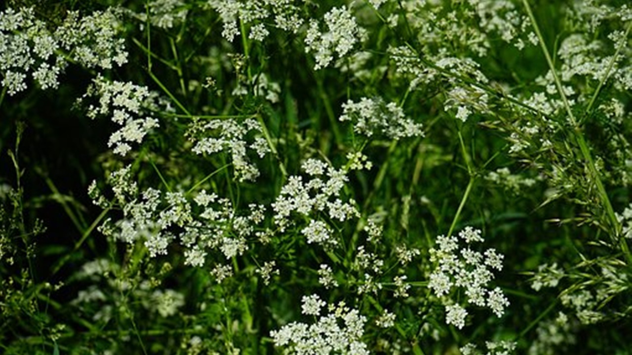 erba aromatica