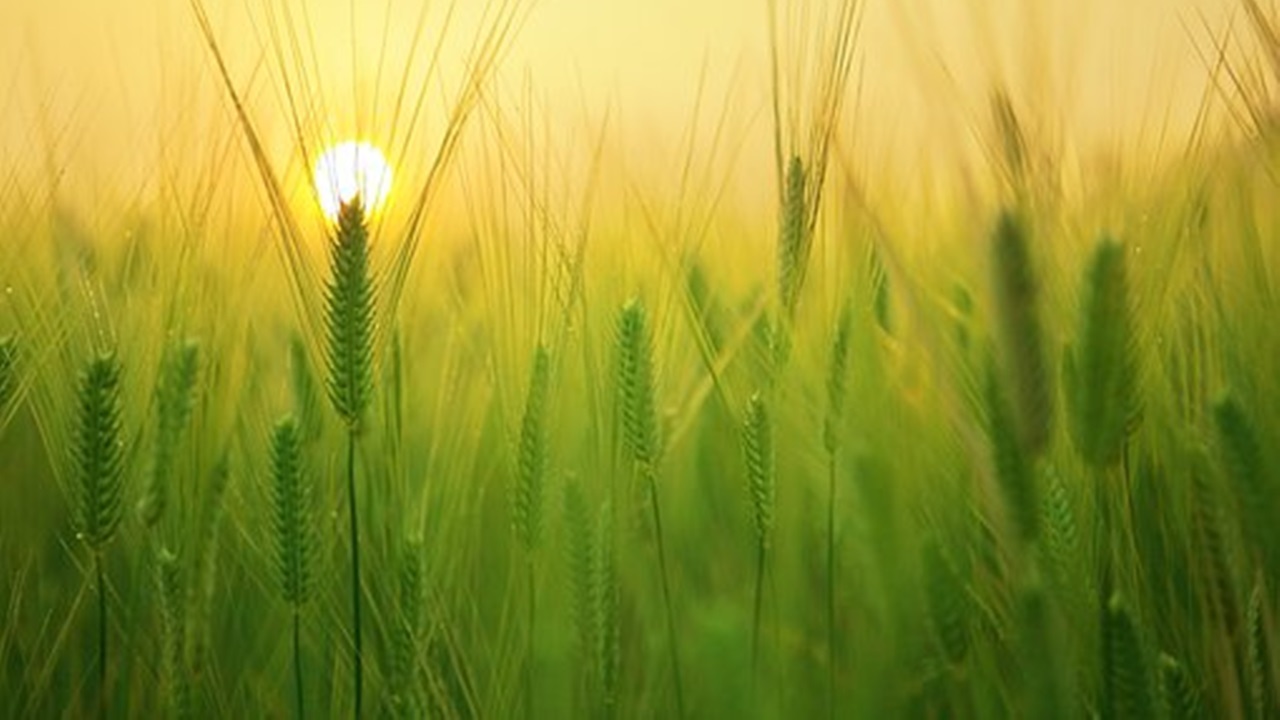 campo di grano