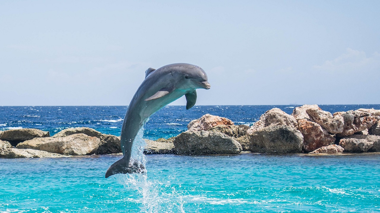 delfino salta