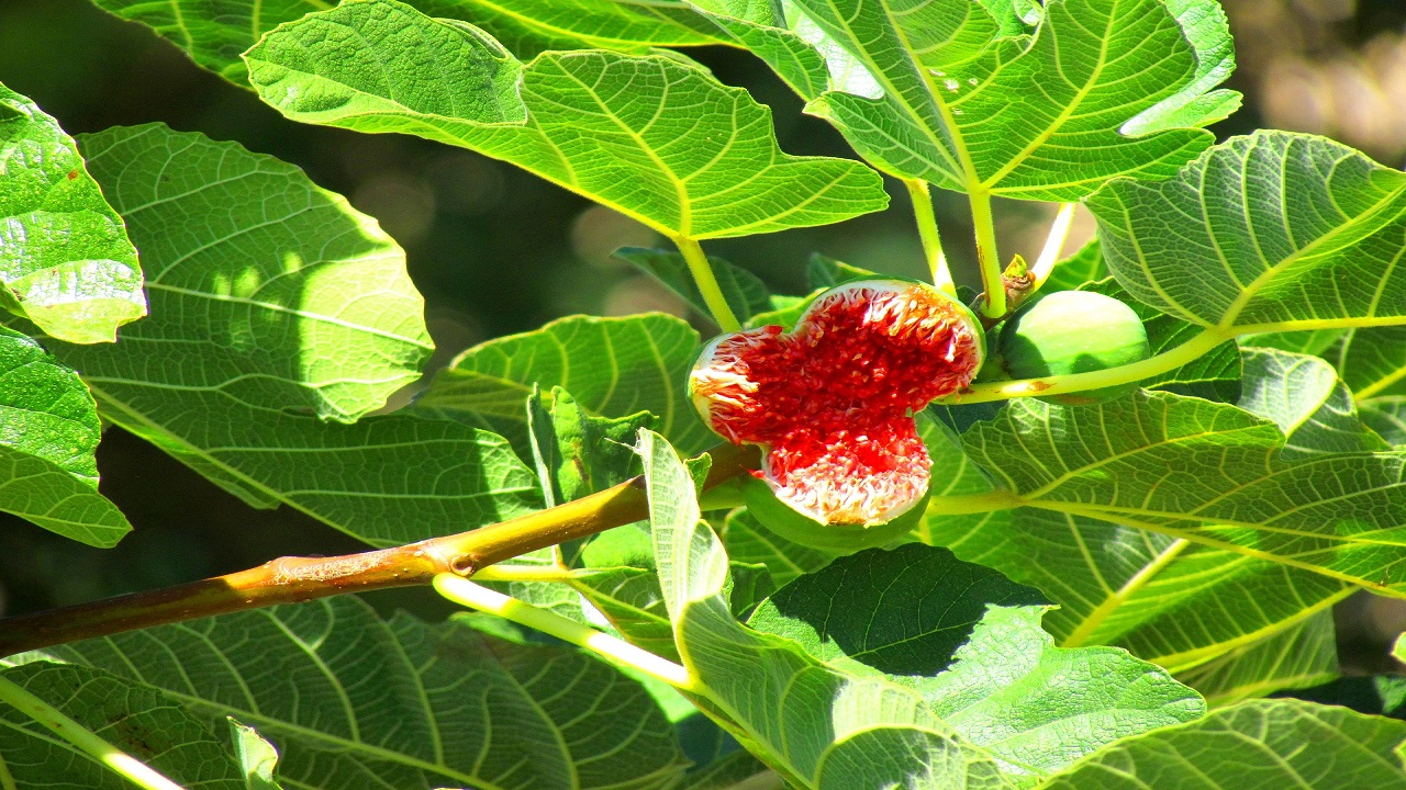 Ficus carica