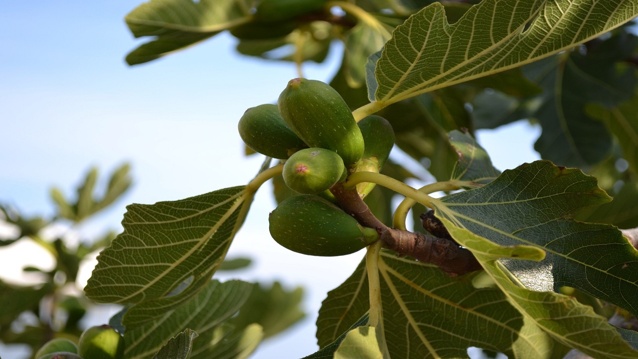 ficus pianta verde