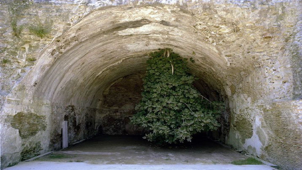 ficus testa in giù