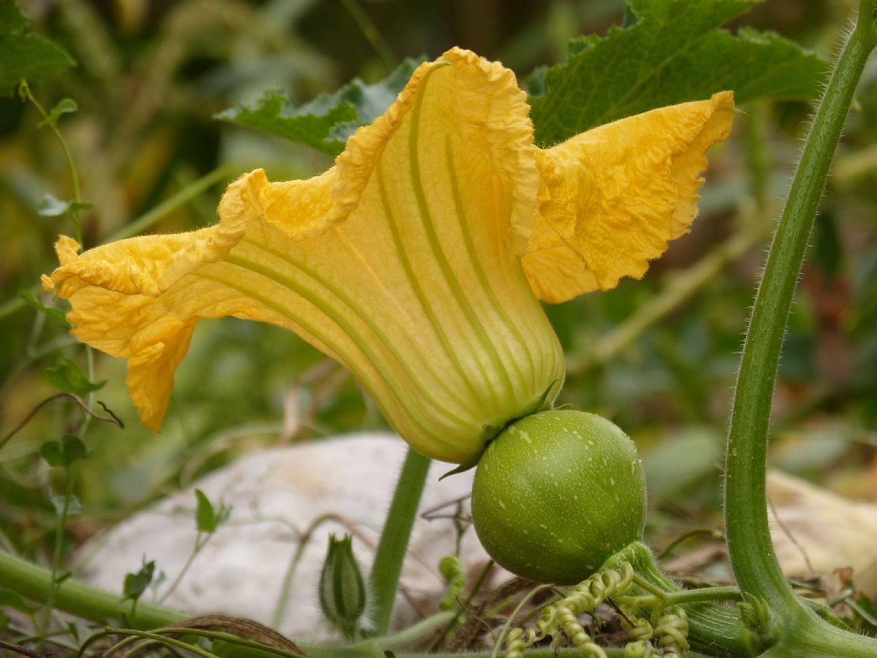 fiori di zucca freschi