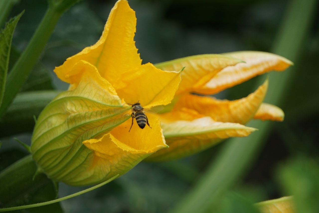 fiori di zucca freschi