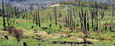 foreste fantasma incendio