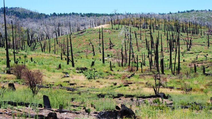 foreste fantasma incendio