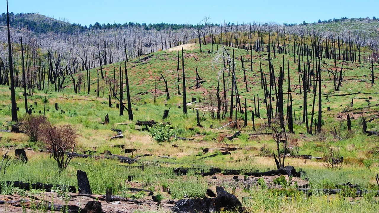 foresta fantasma incendio