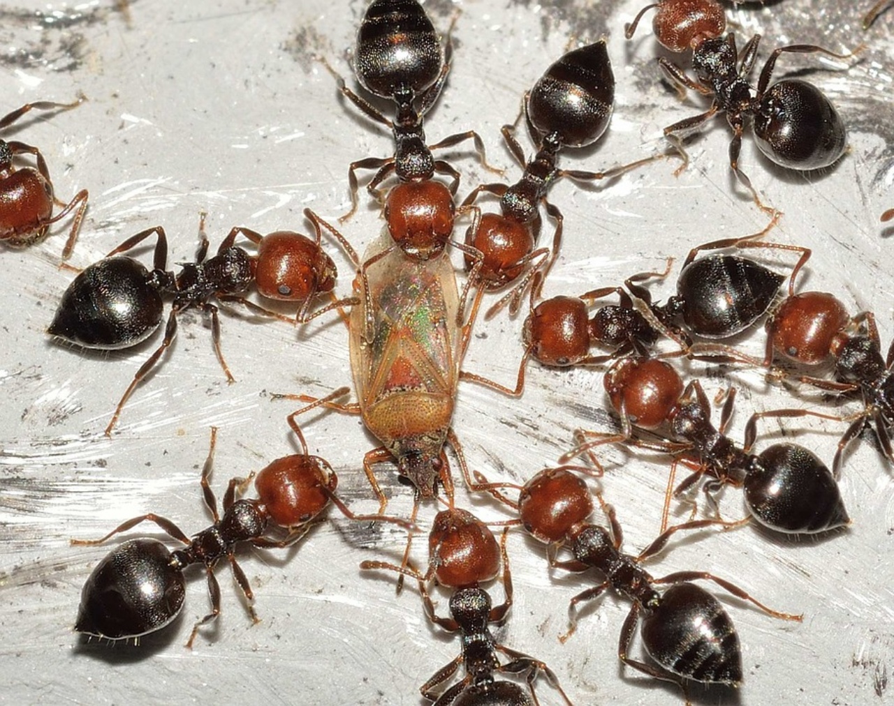 formiche velenose, quali sono le più diffuse