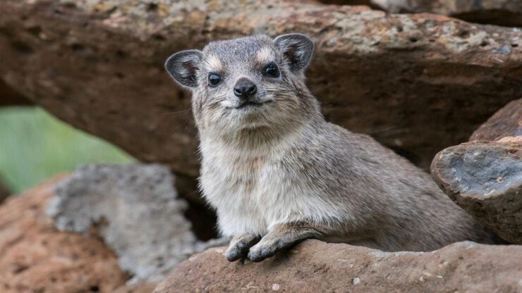 Irace pseudocavia