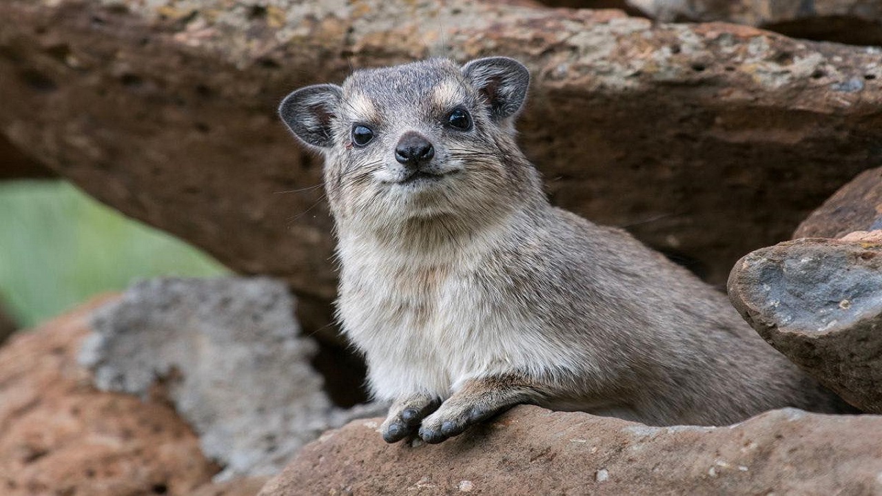 Irace pseudocavia