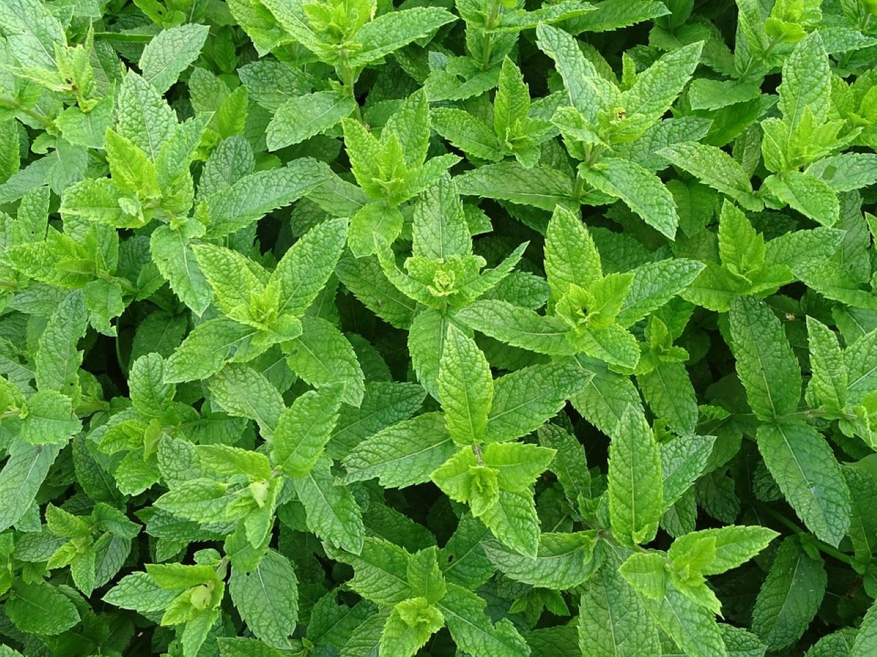 menta piperita rigogliosa