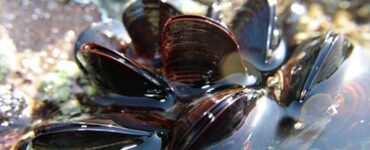 cozze