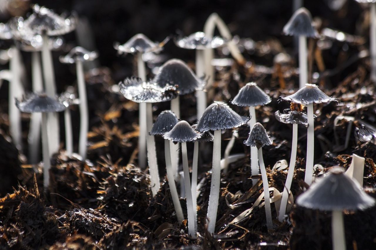 plastica degrada dai funghi
