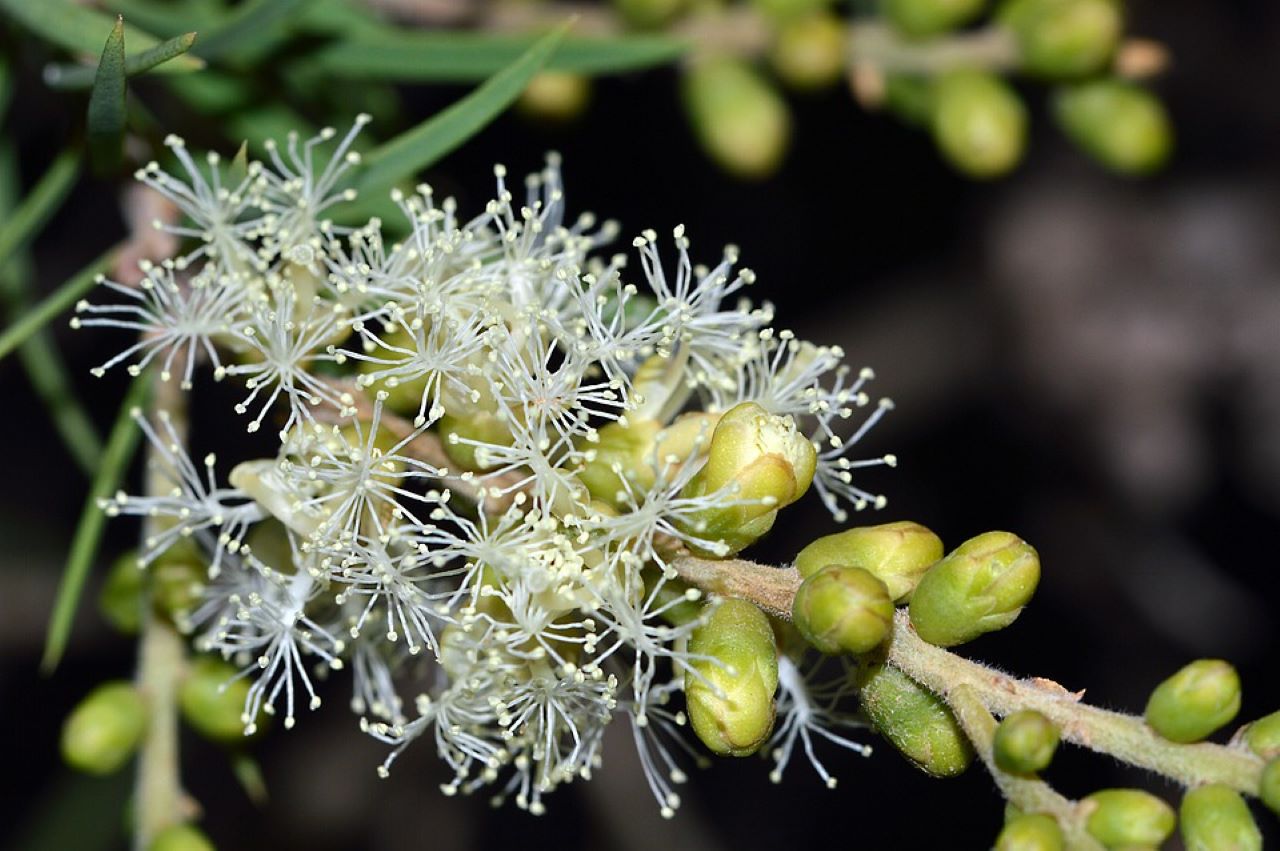 repellente naturale melaleuca