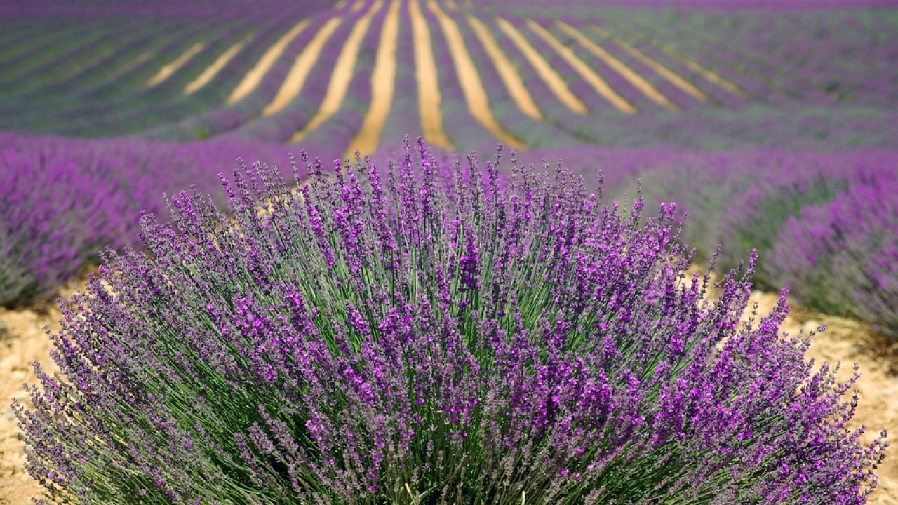 repellente naturale lavanda