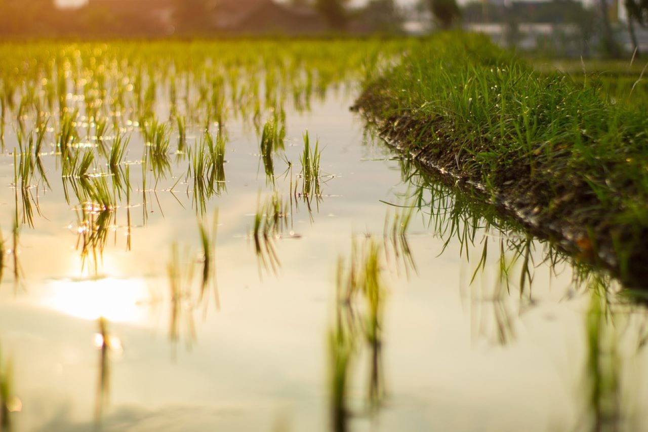 zizania acquatica coltivazione con meno acqua