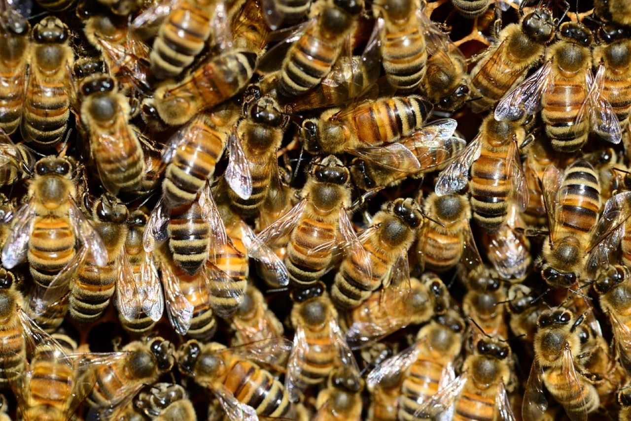 zucchero nel giardino per le api