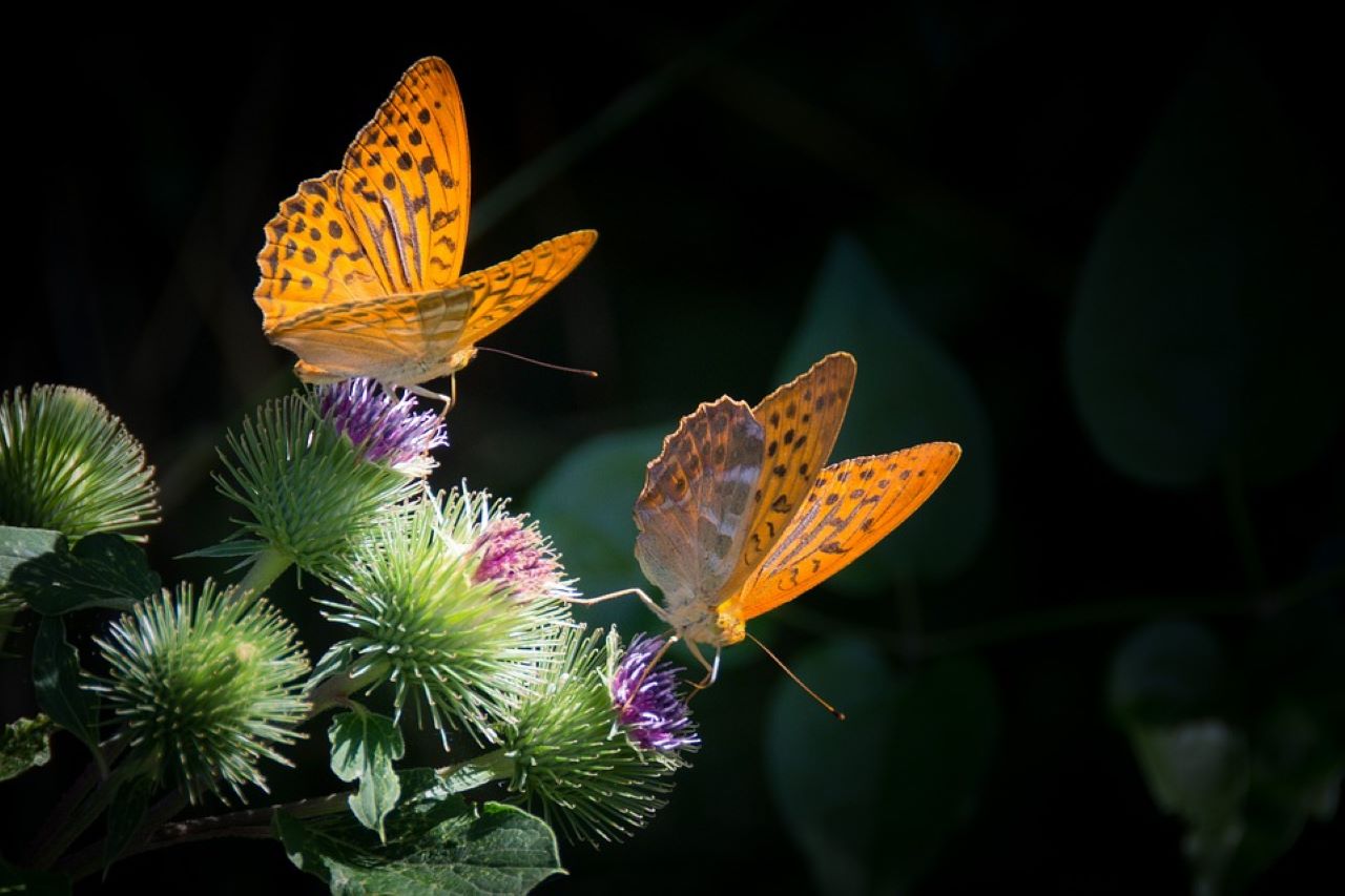 zucchero nel giardino per le farfalle