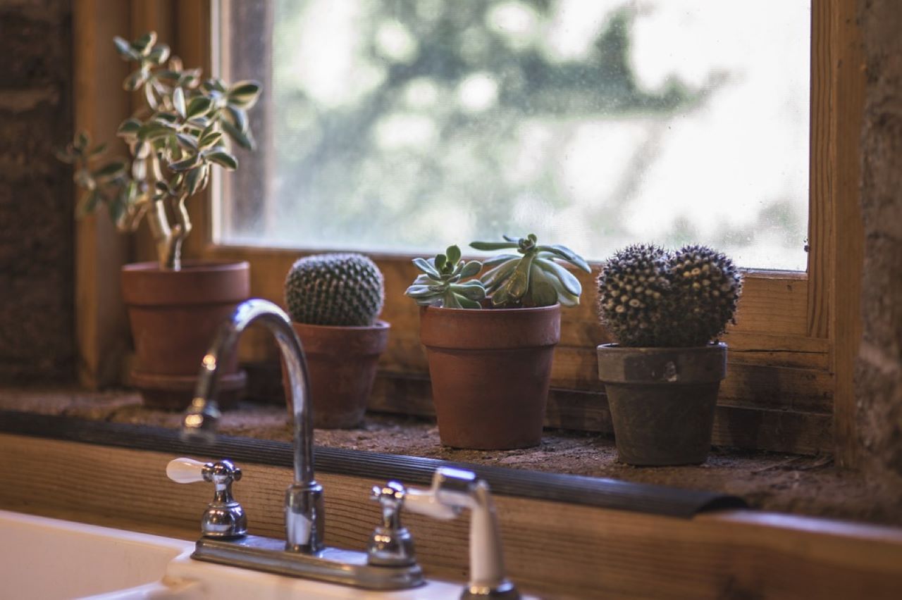 7 specie di piante da non mettere in casa: cactus