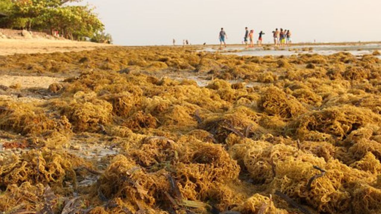 alghe in spiaggia