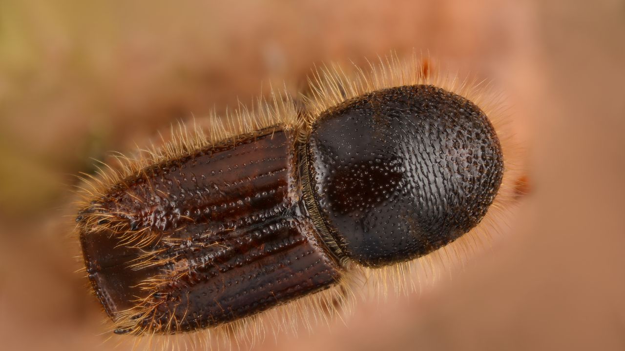 Ips typographus