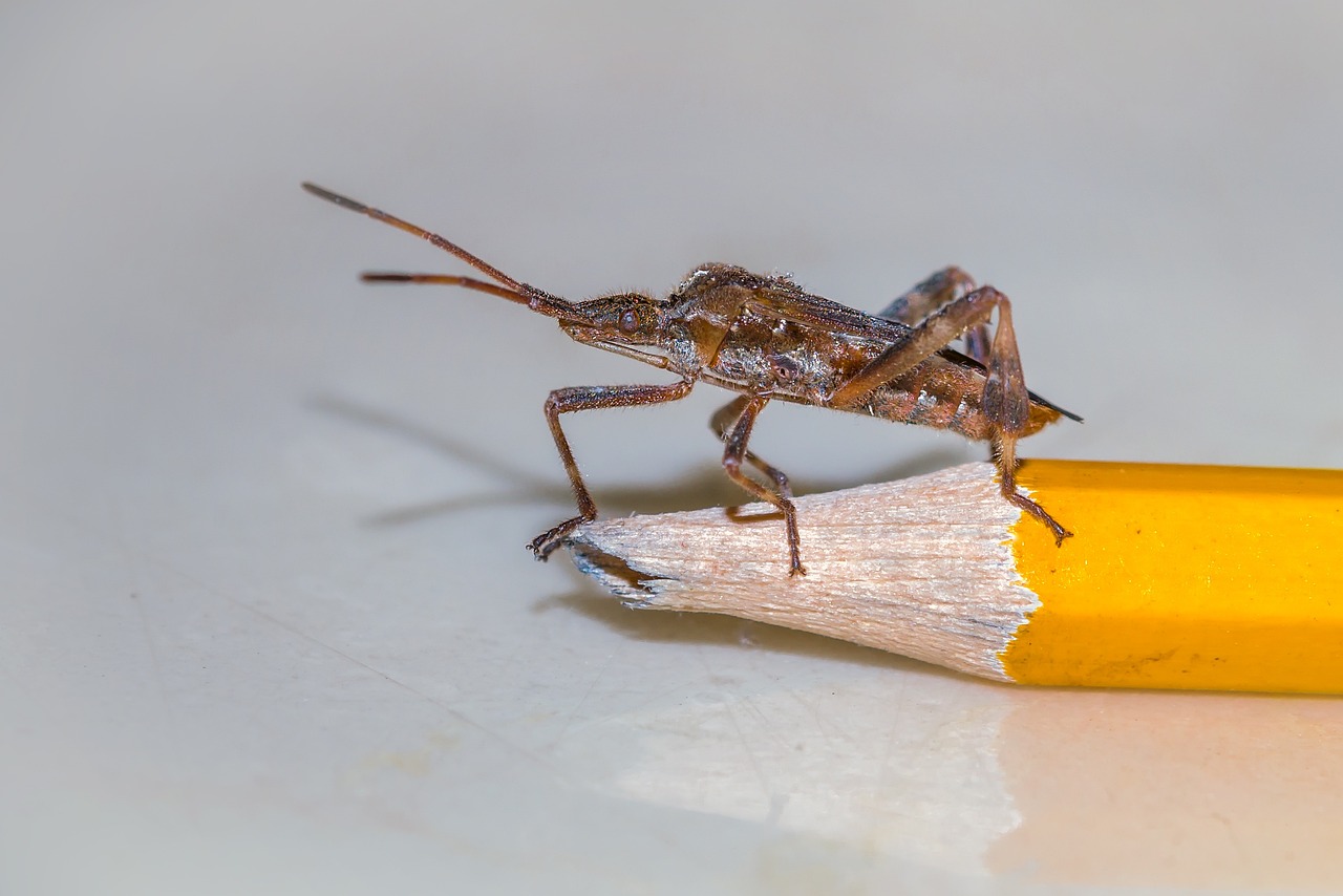 Cimice sopra la matita