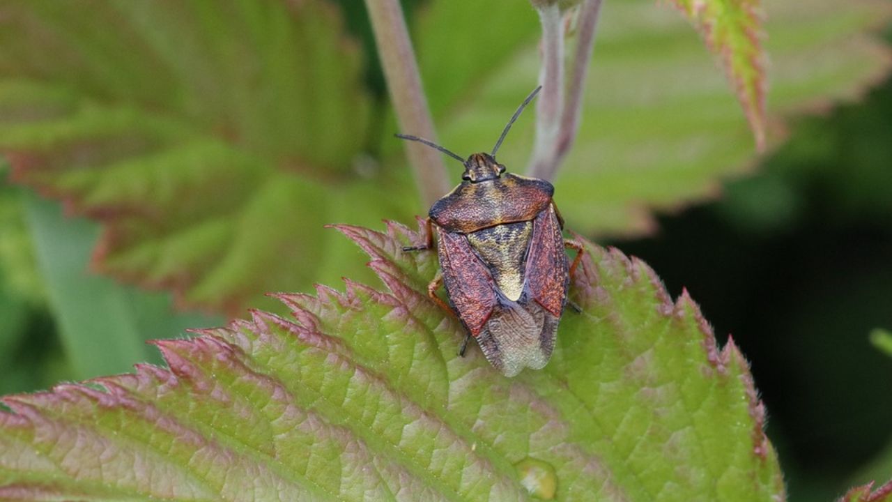 cimice asiatica su pianta