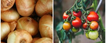 Cipolle e pomodori