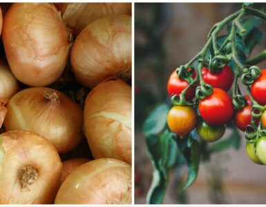 Cipolle e pomodori