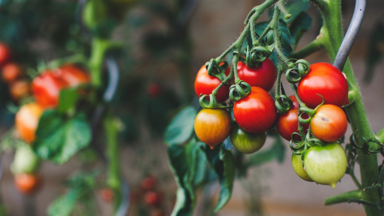 Pianta di pomodori