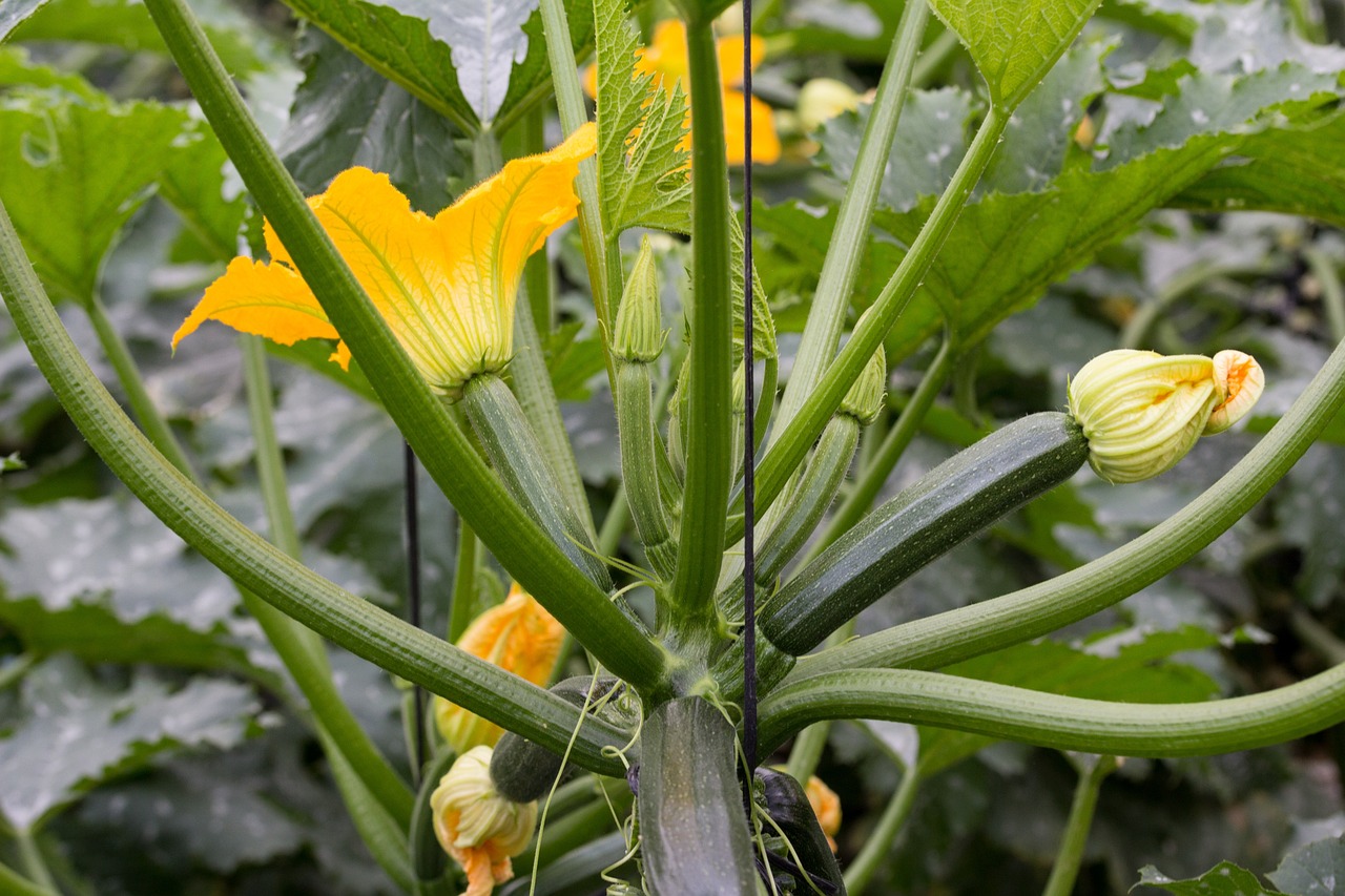 Fiore di zucca