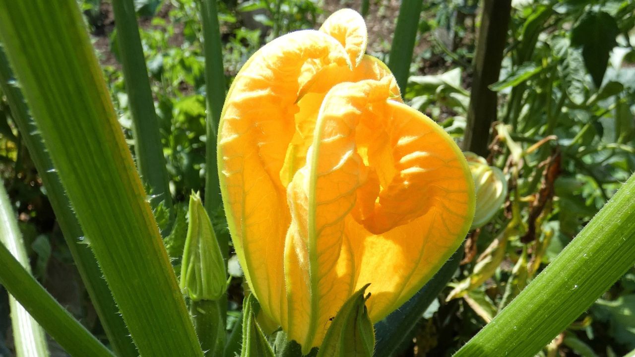 Fiore di zucca