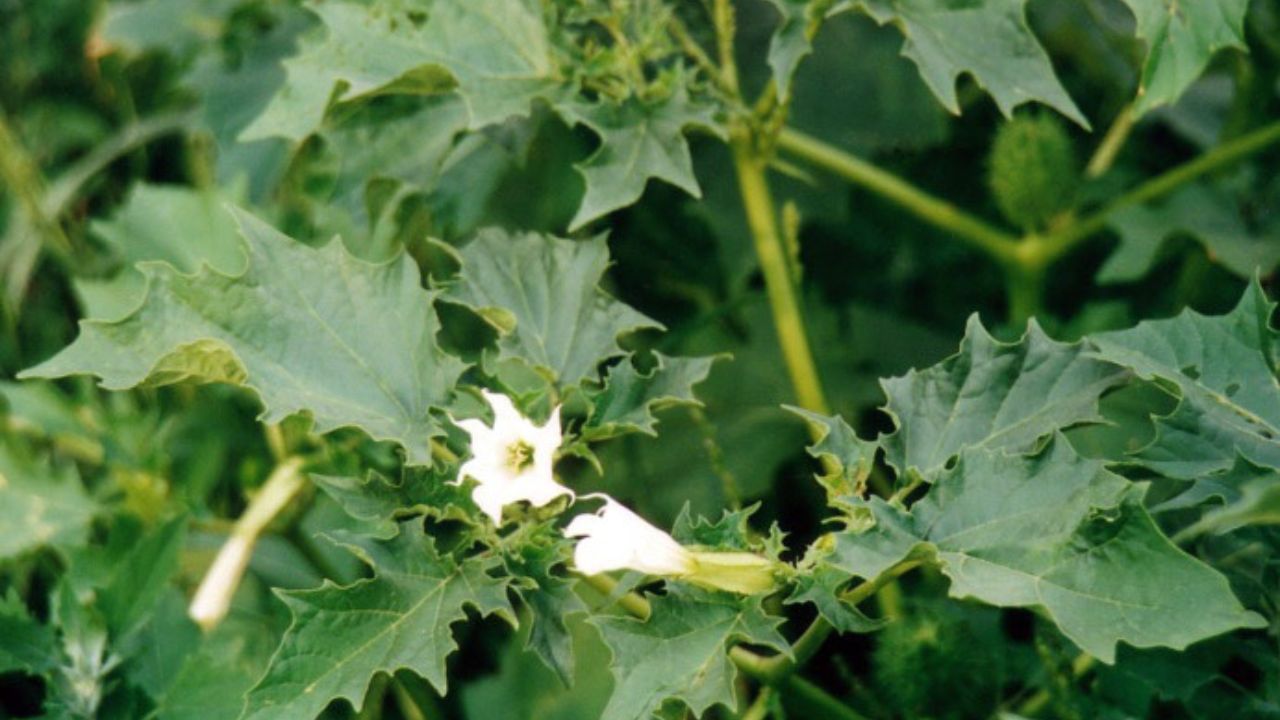 Datura stramonium