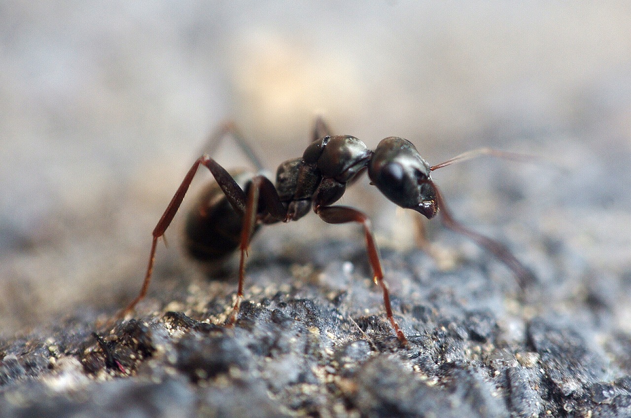 Formica macro