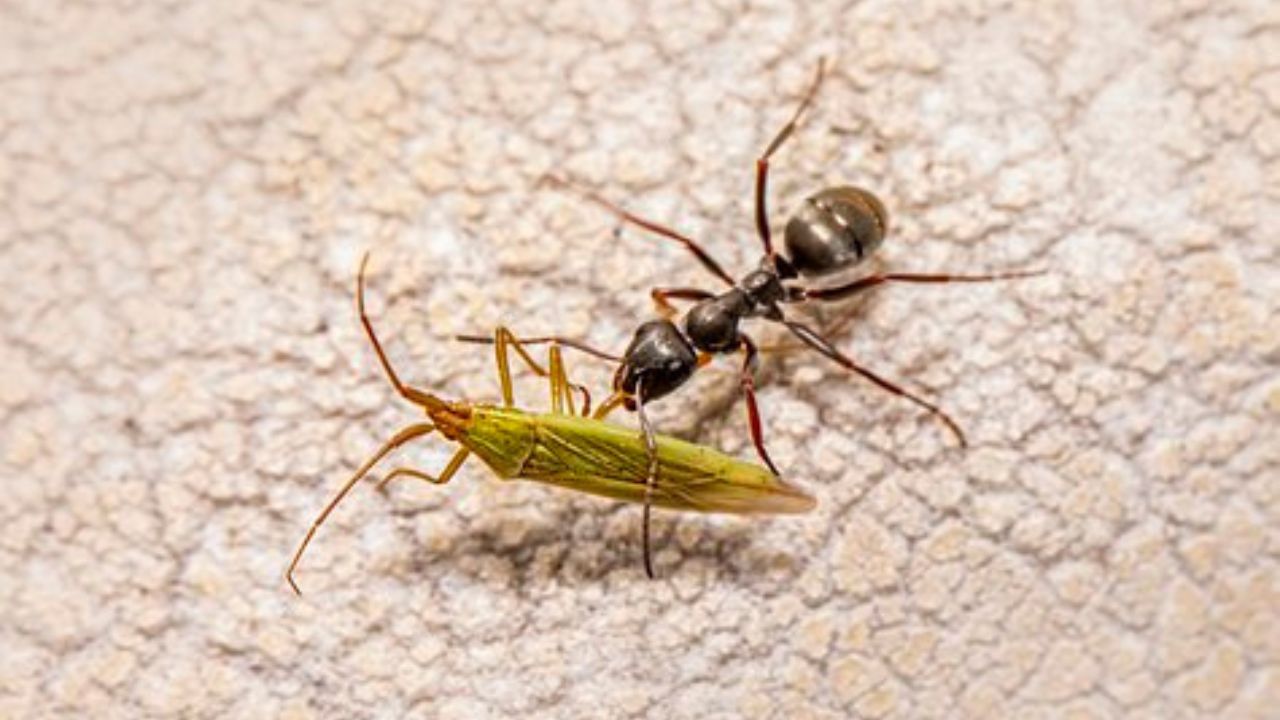 formiche ed altri insetti