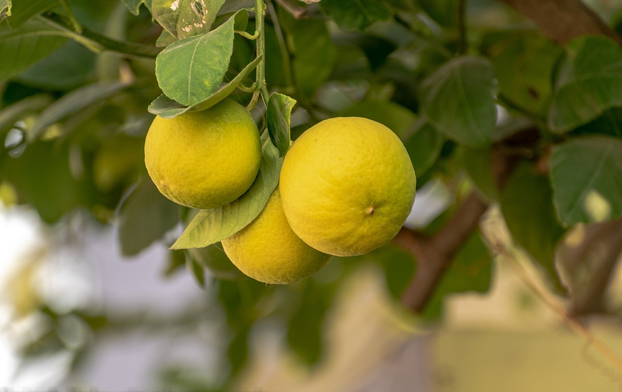 Pianta di limone