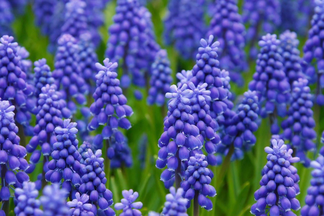 Campo di Muscari